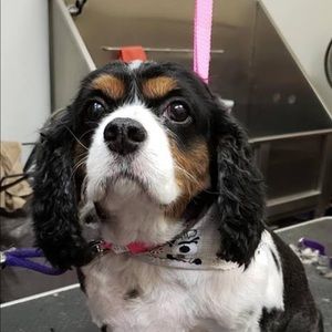 Meet your Posher, Debi